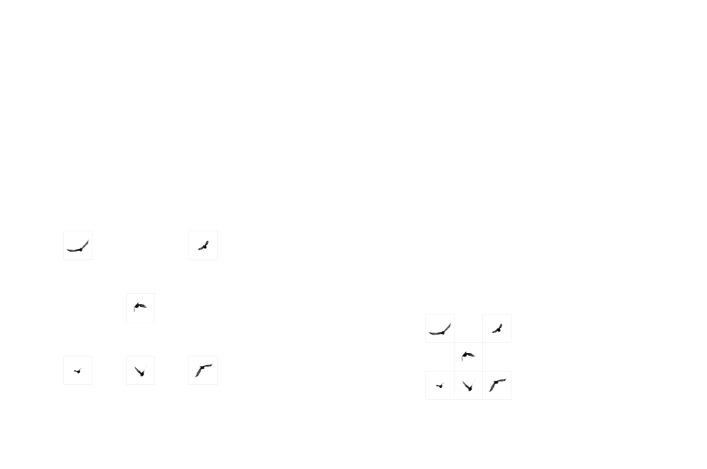 The same birds disperse and gather into two different groups.