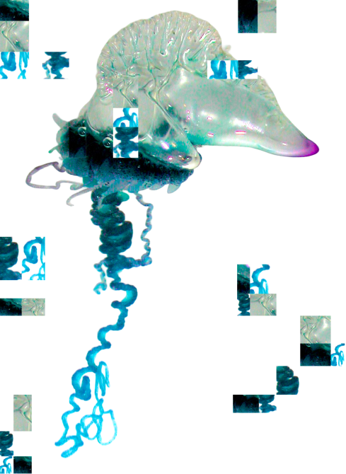 Separate zooid samples join the attached units of a Portuguese man o’ war.