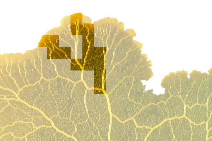 Sampled parts of Physarum connect into one branching cell.